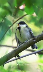 Parus major