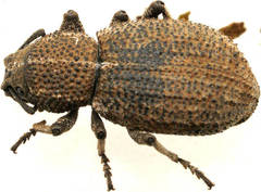 Amycterus riverinae