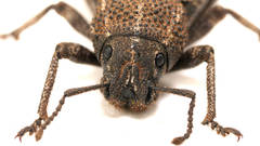 Amycterus riverinae