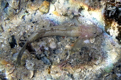 Callogobius
