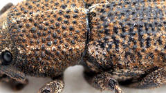 Amycterus riverinae