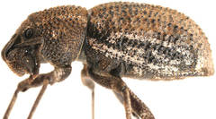 Amycterus riverinae