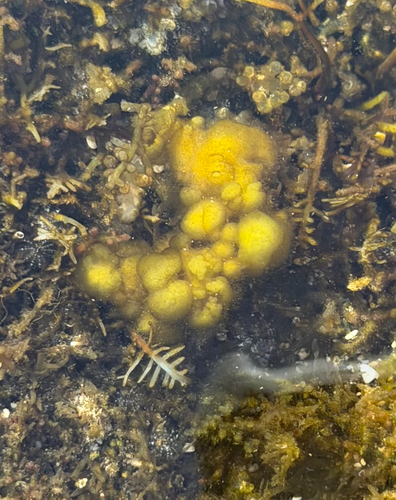 Colpomenia sinuosa observed 2026-03-26