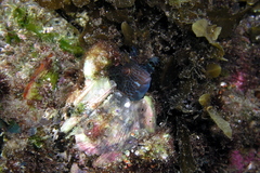 Parablennius intermedius