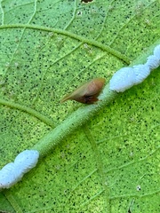 Enchenopa squamigera