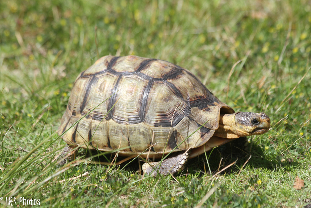 Angulate Tortoise (Reptiles of namaqua national park) · iNaturalist