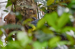 Machlolophus spilonotus