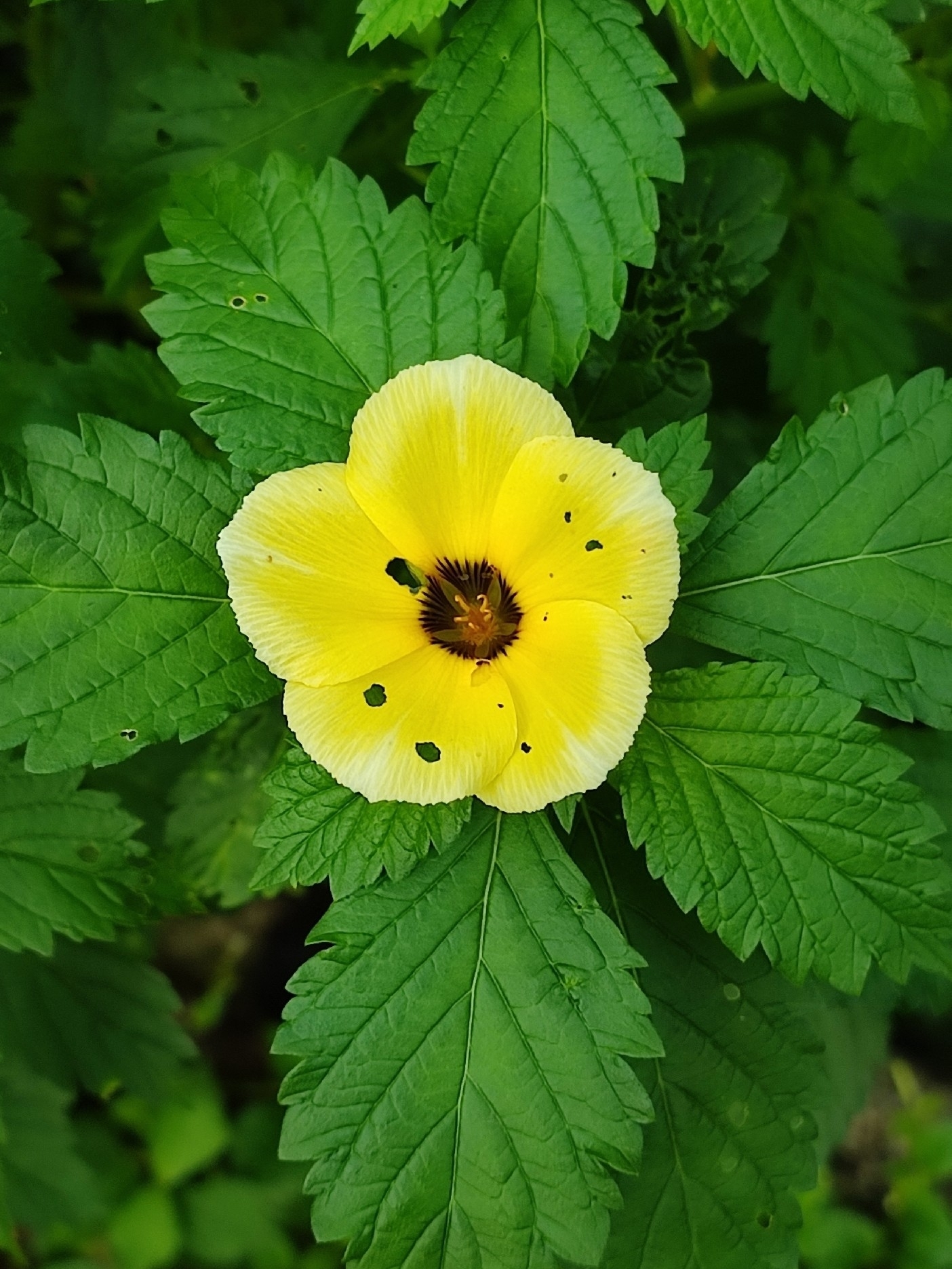 Turnera subulata