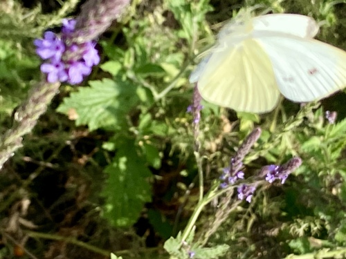 iNaturalist observation photo of Small White