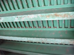 Petrochelidon pyrrhonota