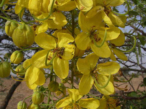 Cassia sieberiana