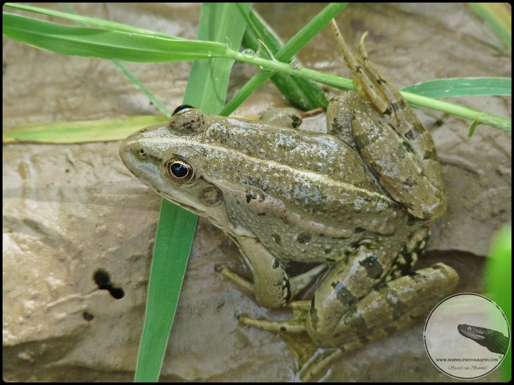 【frog☔︎】FranceBed　TW-010α　＋　MUJIベッド Amazon.co.jp: フランスベッド マットレス シングル 硬め 厚さ20cm