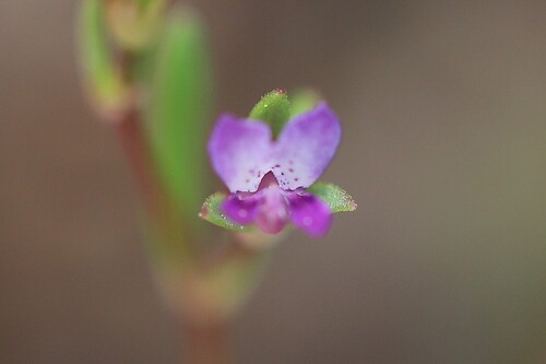 fewflower blue-eyed Mary (Collinsia sparsiflora)