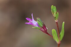 Collinsia sparsiflora, photograph author not stated, no rights reserved