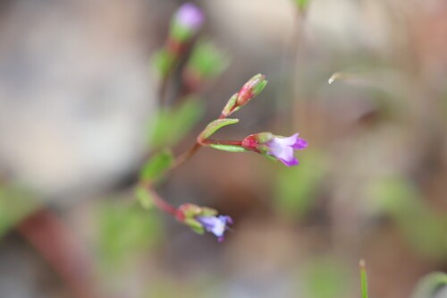Collinsia sparsiflora, photograph 2