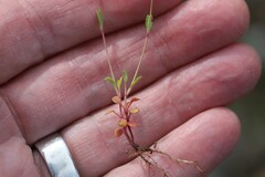 Collinsia sparsiflora