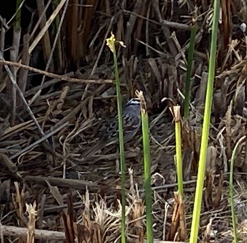 iNaturalist observation photo of White-crowned Sparrow
