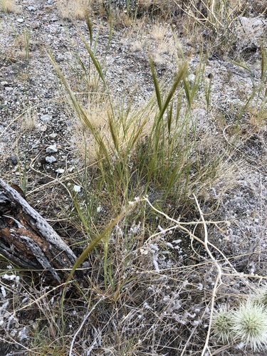 iNaturalist observation photo of cape ricegrass