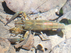 Macrobrachium americanum