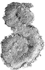 Hemidiscella palabunda