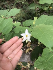 Solanum melongena