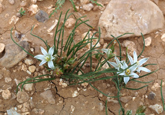 Ornithogalum trichophyllum