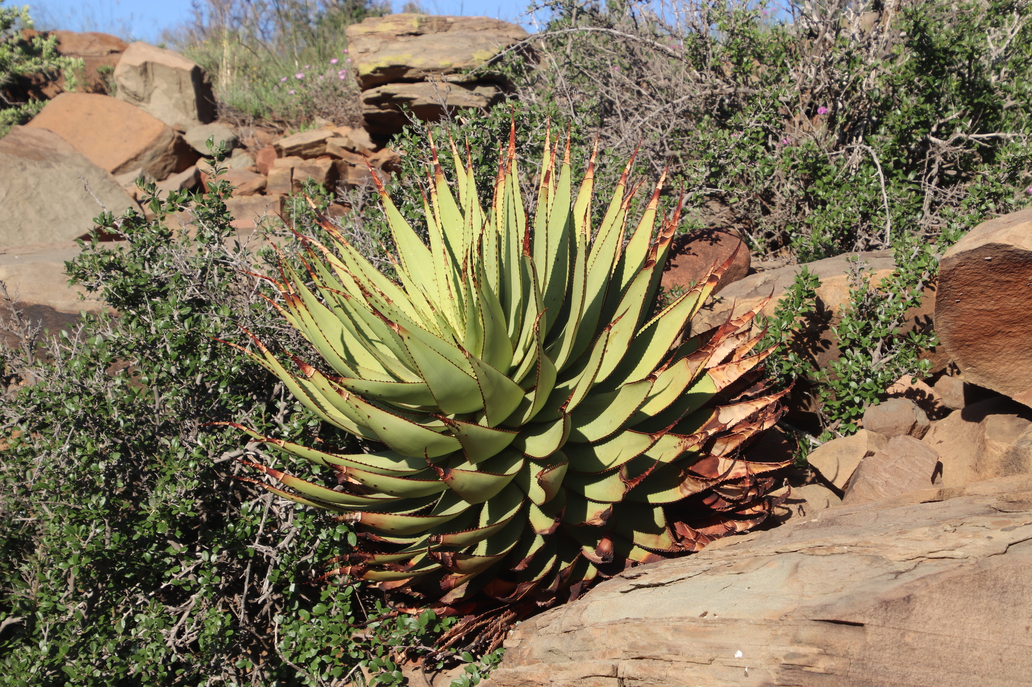 snake aloe (Aloe broomii)  iNaturalist