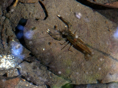 Macrobrachium americanum