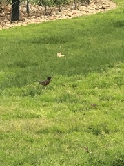 Turdus migratorius