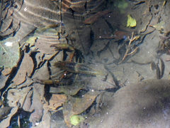 Macrobrachium americanum