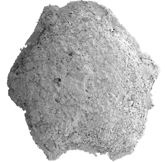 Monothalamea