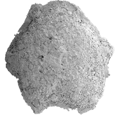 Iridia diaphana