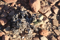 Pleiospilos compactus