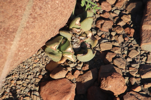 Punctillaria roodiae N.E.Br.