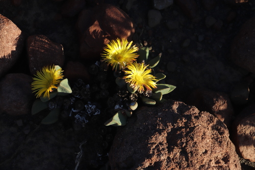 Punctillaria purpusii N.E.Br.