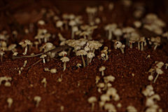 Termitomyces microcarpus