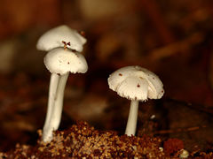Termitomyces microcarpus