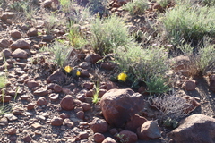 Pleiospilos compactus