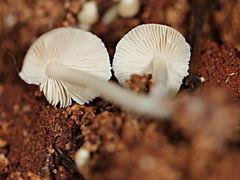 Termitomyces microcarpus