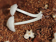 Termitomyces microcarpus