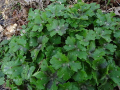 Ranunculus lanuginosus