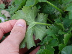 Ranunculus lanuginosus