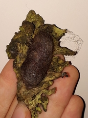 Paracles phaeocera