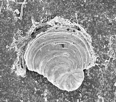 Laevipeneroplis karreri