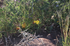 Pleiospilos compactus