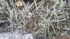 Cladonia subradiata
