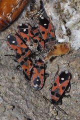 Horvathiolus superbus