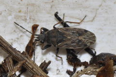 Peritrechus gracilicornis
