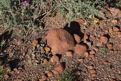 Pleiospilos compactus