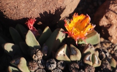 Pleiospilos compactus